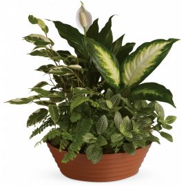 As Shown