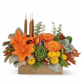 Shades of Fall